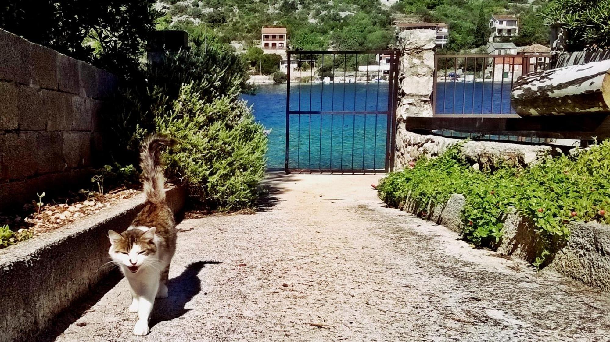 Apartmani Conar Veliki Drvenik Εξωτερικό φωτογραφία